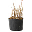Rhus, 9 cm, ± 2 jaar oud, met prachtige herfstkleuren (foto voorbeeldexemplaar, verzonden artikel vergelijkbaar in grootte en stijl)