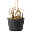 Rhus, 9 cm, ± 2 jaar oud, met prachtige herfstkleuren (foto voorbeeldexemplaar, verzonden artikel vergelijkbaar in grootte en stijl)