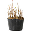 Rhus, 9 cm, ± 2 jaar oud, met prachtige herfstkleuren (foto voorbeeldexemplaar, verzonden artikel vergelijkbaar in grootte en stijl)