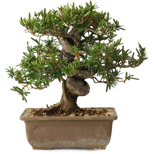 Taxus cuspidata, 18 cm, ± 20 jaar oud