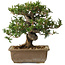 Taxus cuspidata, 18 cm, ± 20 jaar oud