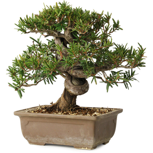 Taxus cuspidata, 18 cm, ± 20 ans