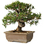 Taxus cuspidata, 18 cm, ± 20 jaar oud