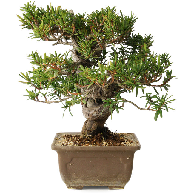 Taxus cuspidata, 18 cm, ± 20 Jahre alt