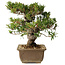 Taxus cuspidata, 18 cm, ± 20 jaar oud