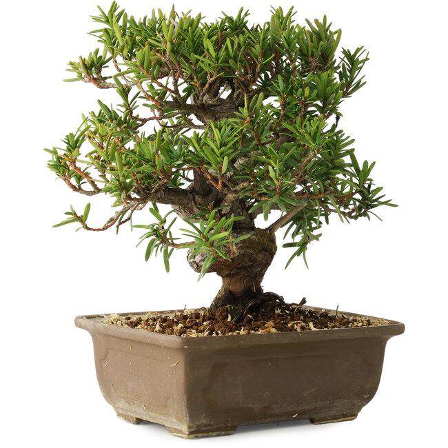 Taxus cuspidata, 18 cm, ± 20 jaar oud
