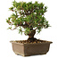 Taxus cuspidata, 18 cm, ± 20 jaar oud