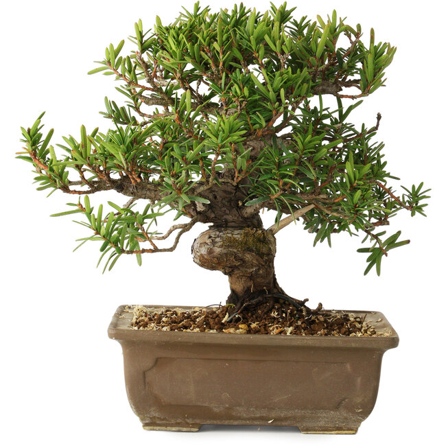 Taxus cuspidata, 18 cm, ± 20 ans