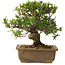 Taxus cuspidata, 18 cm, ± 20 jaar oud