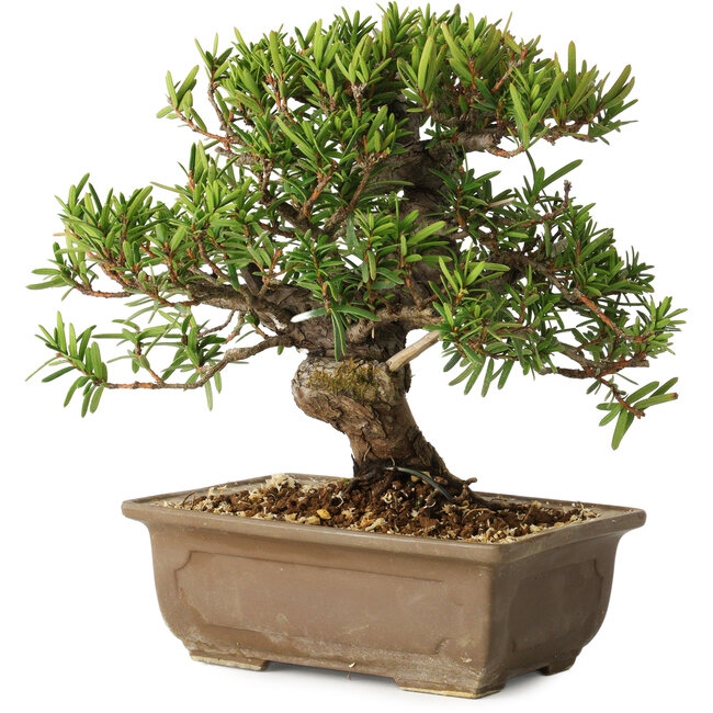 Taxus cuspidata, 18 cm, ± 20 Jahre alt