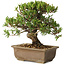 Taxus cuspidata, 18 cm, ± 20 jaar oud