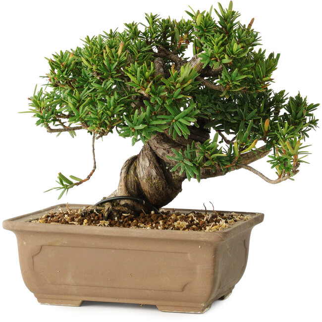 Taxus cuspidata, 14 cm, ± 20 anni