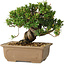Taxus cuspidata, 14 cm, ± 20 jaar oud