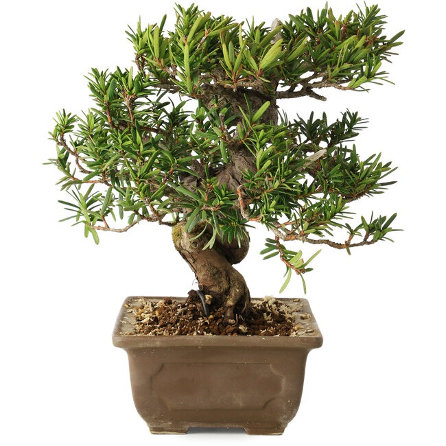 Taxus cuspidata, 18 cm, ± 20 years old