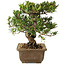 Taxus cuspidata, 18 cm, ± 20 jaar oud
