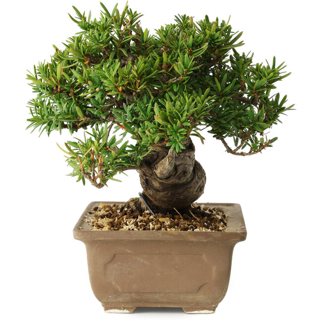 Taxus cuspidata, 14 cm, ± 20 anni
