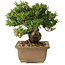 Taxus cuspidata, 14 cm, ± 20 jaar oud