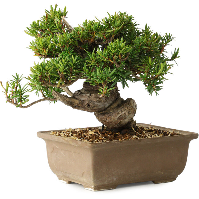 Taxus cuspidata, 14 cm, ± 20 jaar oud