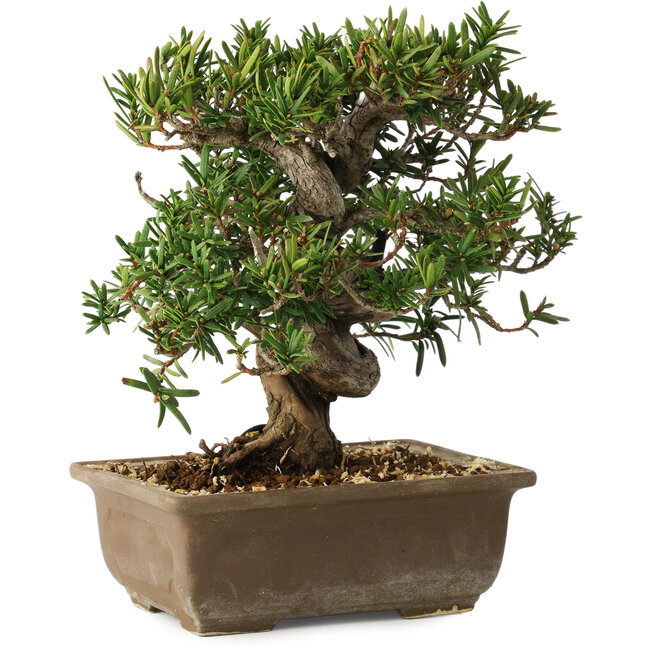 Taxus cuspidata, 18 cm, ± 20 anni
