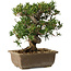 Taxus cuspidata, 18 cm, ± 20 jaar oud