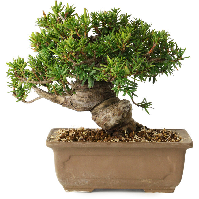 Taxus cuspidata, 14 cm, ± 20 years old