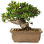 Taxus cuspidata, 14 cm, ± 20 jaar oud