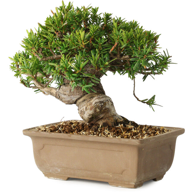 Taxus cuspidata, 14 cm, ± 20 years old
