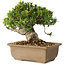 Taxus cuspidata, 14 cm, ± 20 jaar oud