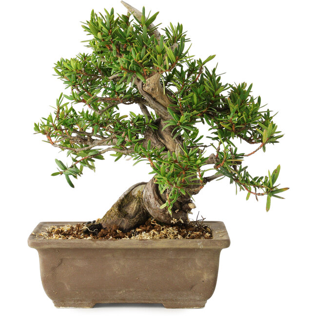 Taxus cuspidata, 18 cm, ± 20 jaar oud