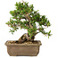 Taxus cuspidata, 18 cm, ± 20 jaar oud