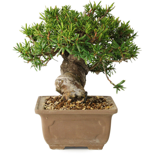 Taxus cuspidata, 14 cm, ± 20 jaar oud