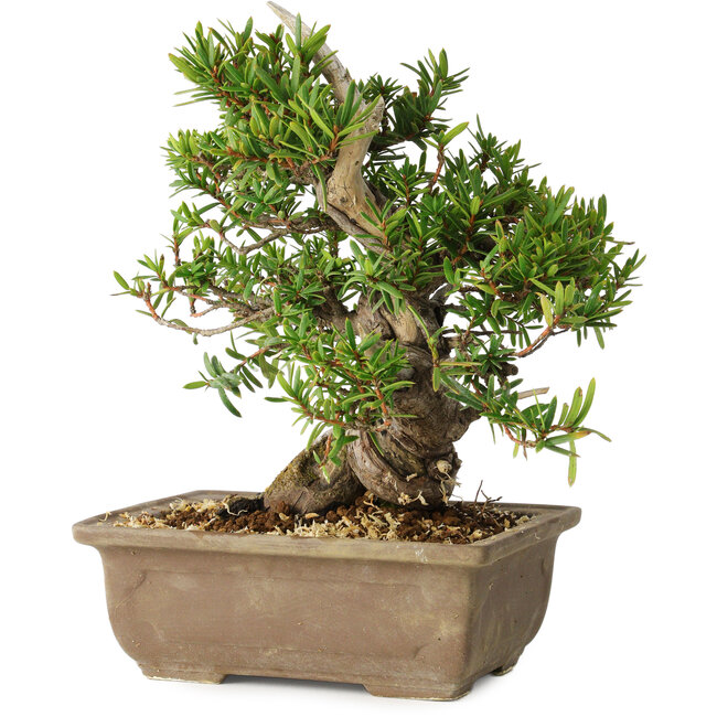 Taxus cuspidata, 18 cm, ± 20 ans