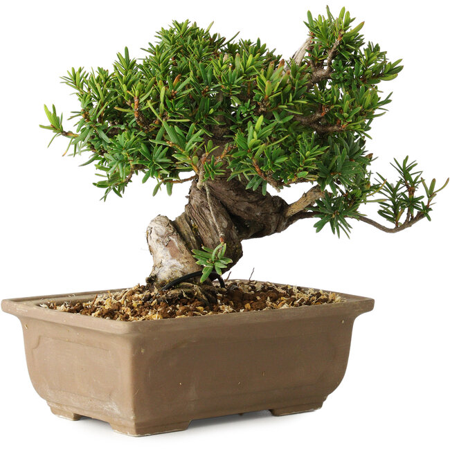 Taxus cuspidata, 14 cm, ± 20 anni