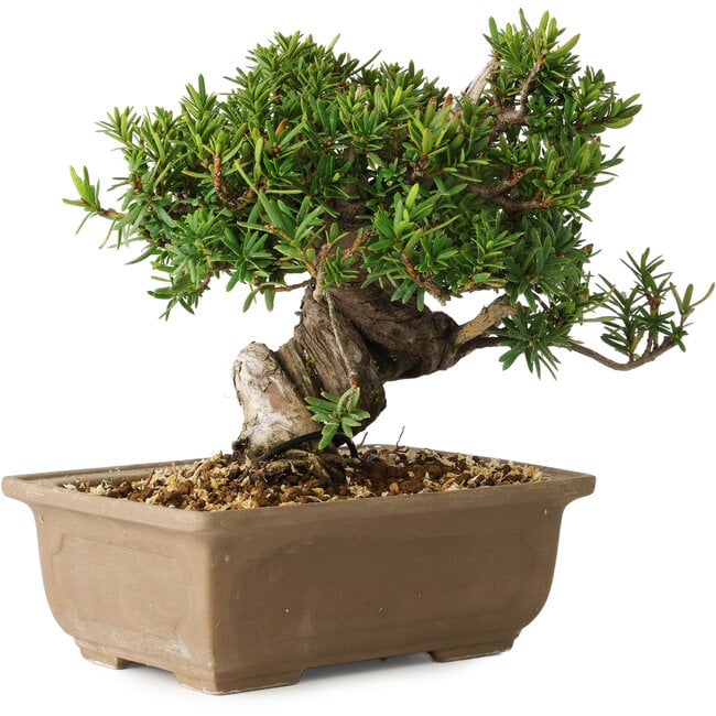 Taxus cuspidata, 14 cm, ± 20 ans