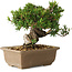 Taxus cuspidata, 14 cm, ± 20 jaar oud