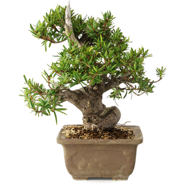 Taxus cuspidata, 18 cm, ± 20 Jahre alt