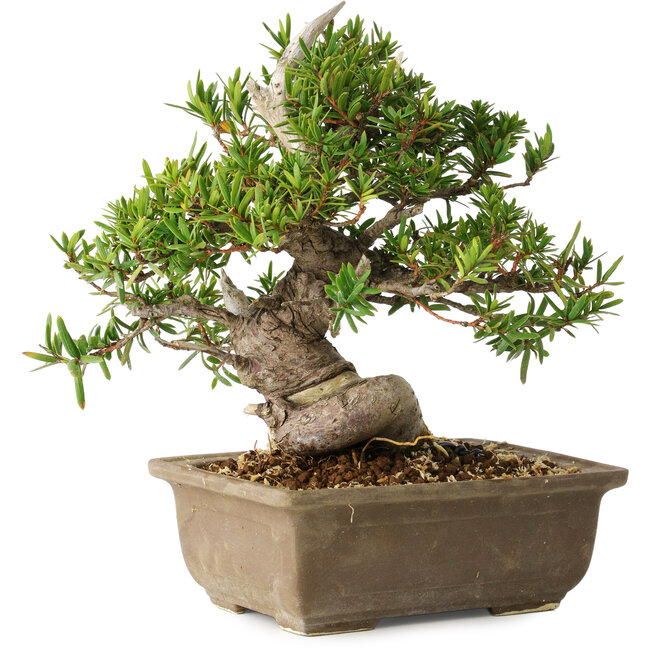 Taxus cuspidata, 18 cm, ± 20 años
