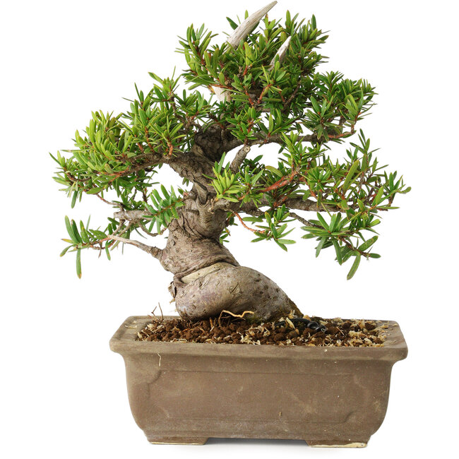 Taxus cuspidata, 18 cm, ± 20 Jahre alt