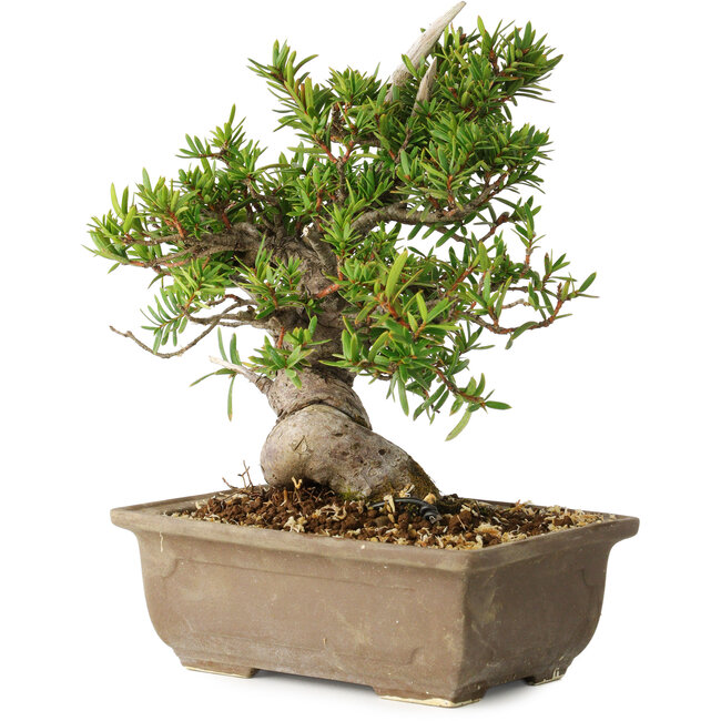 Taxus cuspidata, 18 cm, ± 20 jaar oud