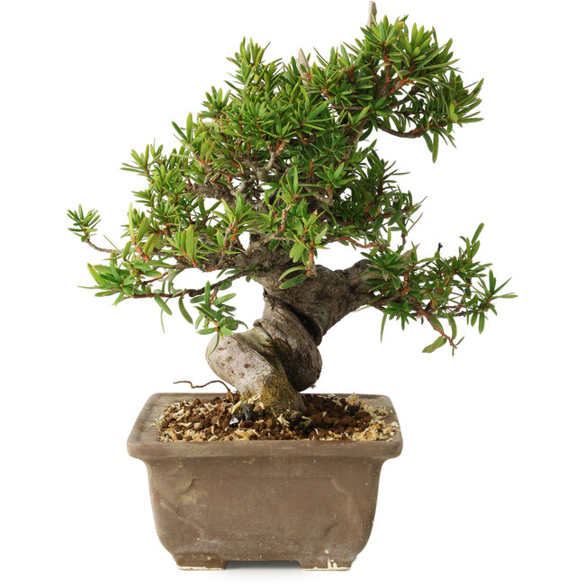 Taxus cuspidata, 18 cm, ± 20 years old