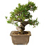 Taxus cuspidata, 18 cm, ± 20 jaar oud