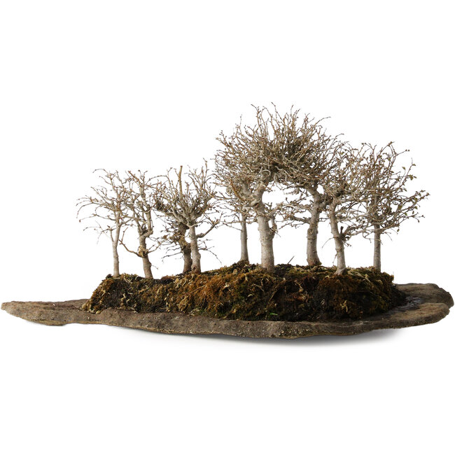 Zelkova serrata, 18 cm, ± 10 years old, on an artificial kurama stone slab