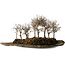Zelkova serrata, 18 cm, ± 10 jaar oud, op een kunstmatige kurama-steenplaat