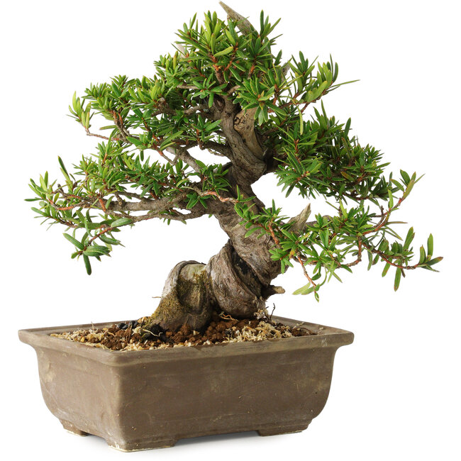 Taxus cuspidata, 18 cm, ± 20 jaar oud