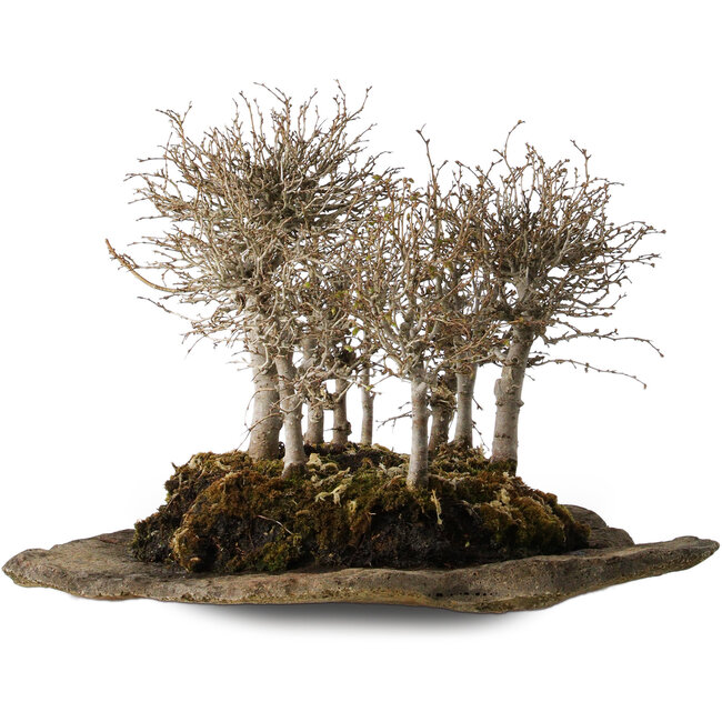 Zelkova serrata, 18 cm, ± 10 ans, sur une dalle de pierre artificielle kurama