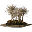 Zelkova serrata, 18 cm, ± 10 años de antigüedad, sobre una losa de piedra kurama artificial