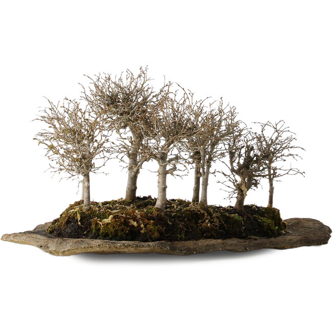 Zelkova serrata, 18 cm, ± 10 años de antigüedad, sobre una losa de piedra kurama artificial