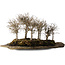 Zelkova serrata, 18 cm, ± 10 jaar oud, op een kunstmatige kurama-steenplaat