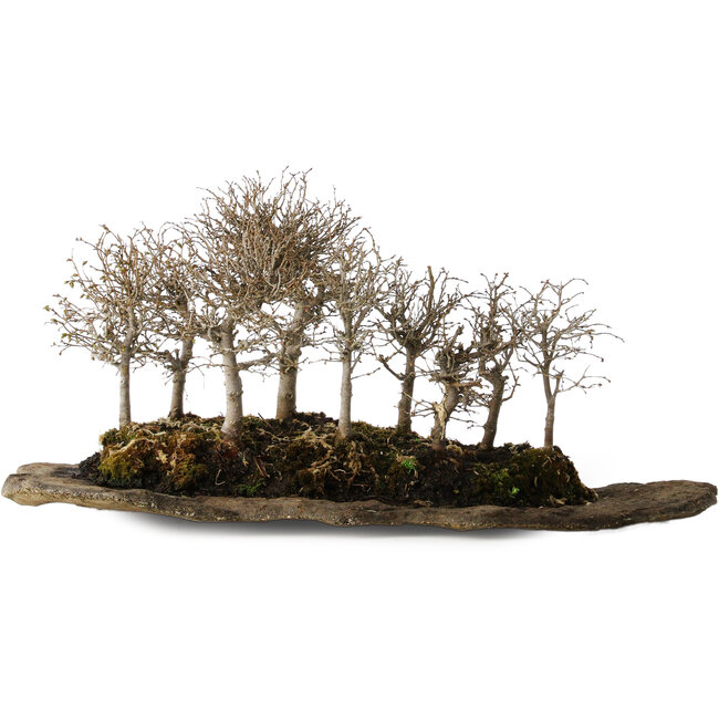 Zelkova serrata, 18 cm, ± 10 ans, sur une dalle de pierre artificielle kurama