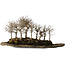 Zelkova serrata, 18 cm, ± 10 jaar oud, op een kunstmatige kurama-steenplaat